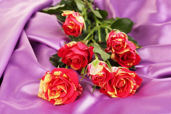 温馨浪漫的玫瑰花图片