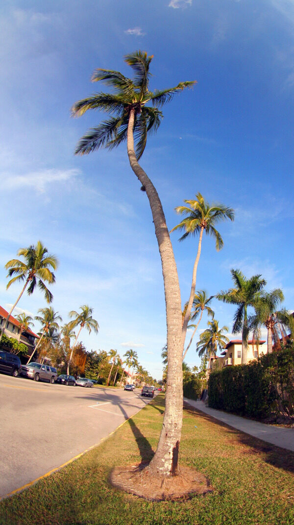 在佛罗里达州的棕榈树