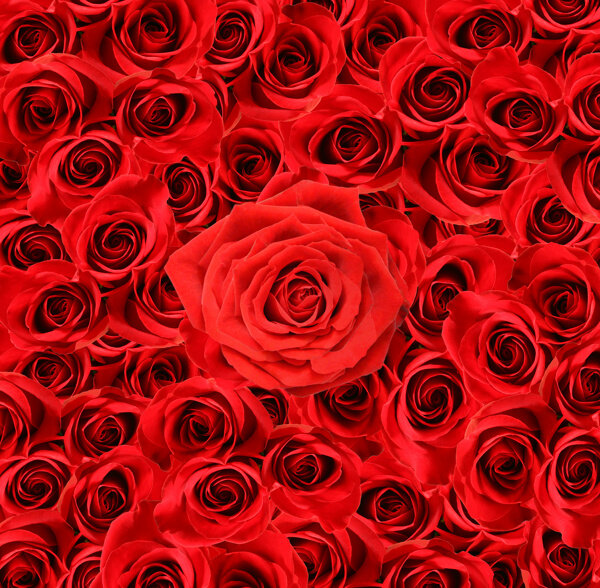 玫瑰花02