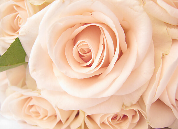粉色鲜艳玫瑰花束鲜花图片