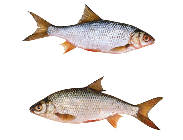 新鮮河魚圖片