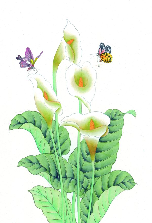 水仙花卉与蝴蝶图片