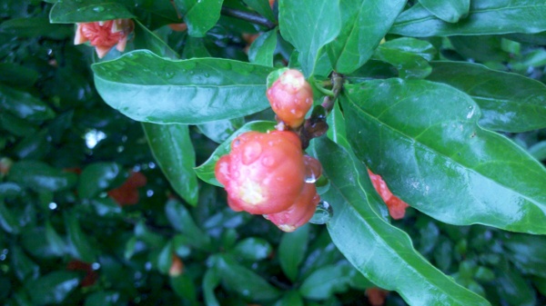 石榴花圖片