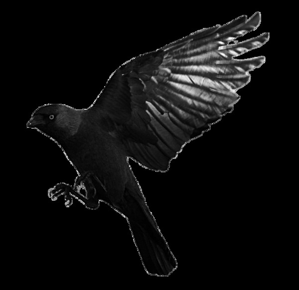 飞翔的乌鸦免抠png透明素材