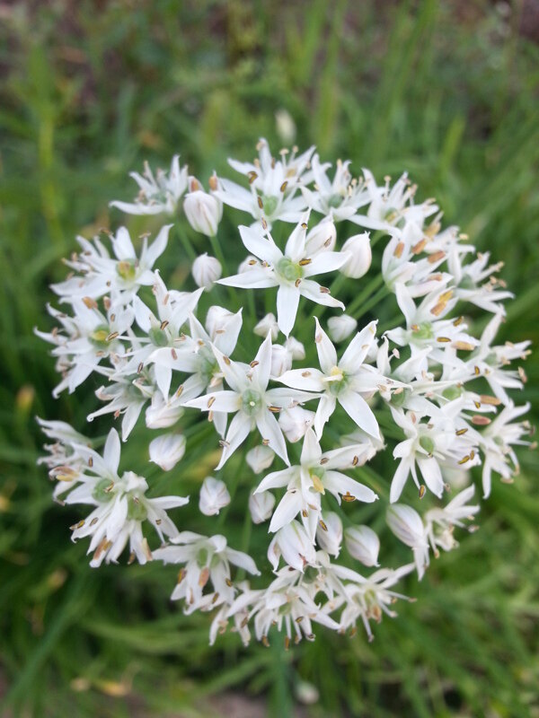 韭菜花