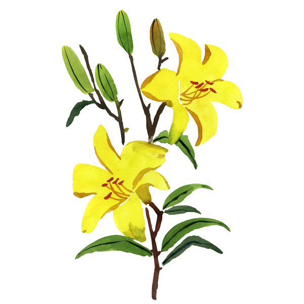 位圖植物寫(xiě)意花卉花朵百合免費(fèi)素材