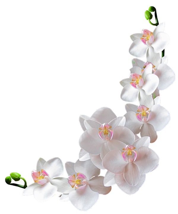 鮮花花瓣素材