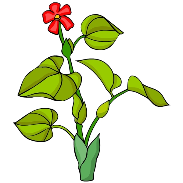 花卉古典插畫