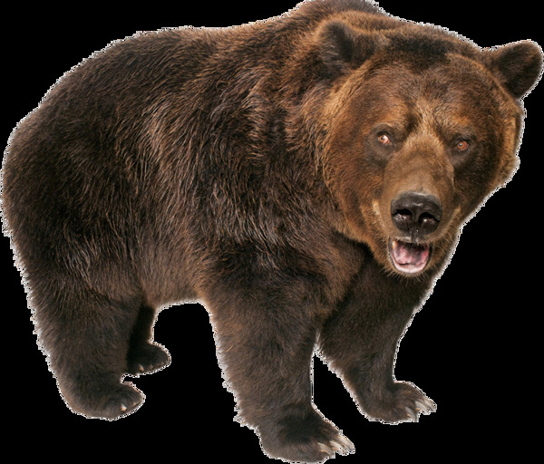 棕色胖熊图片免抠png透明图层素材
