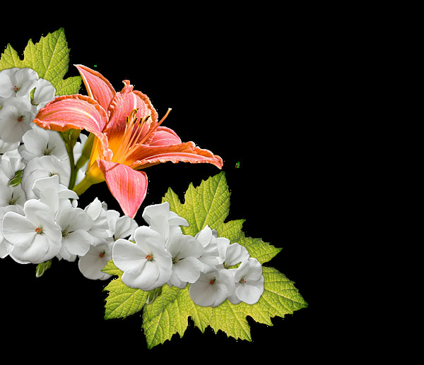 清新淡雅白色小花花朵花束实物元素