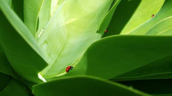 绿叶上的红色瓢虫图片