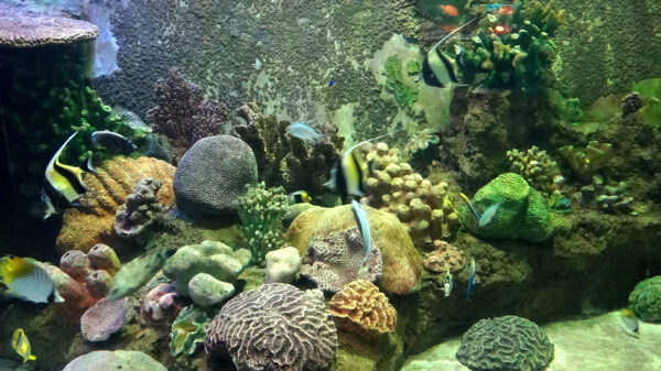 廈門海底世界圖片