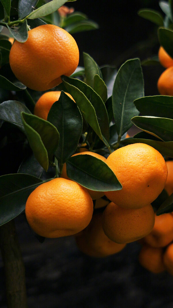 橘子柑橘甘果静物水果