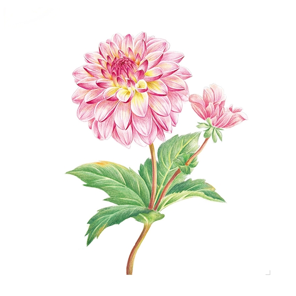 位圖寫意花卉植物花朵免費素材