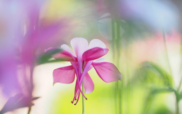 位圖植物花朵寫實(shí)花卉野花免費(fèi)素材