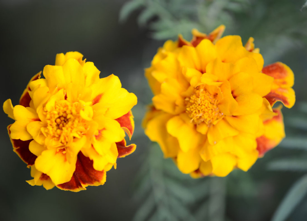 位圖植物攝影寫實(shí)花卉花朵數(shù)碼照片免費(fèi)素材