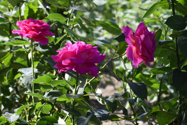 月季花