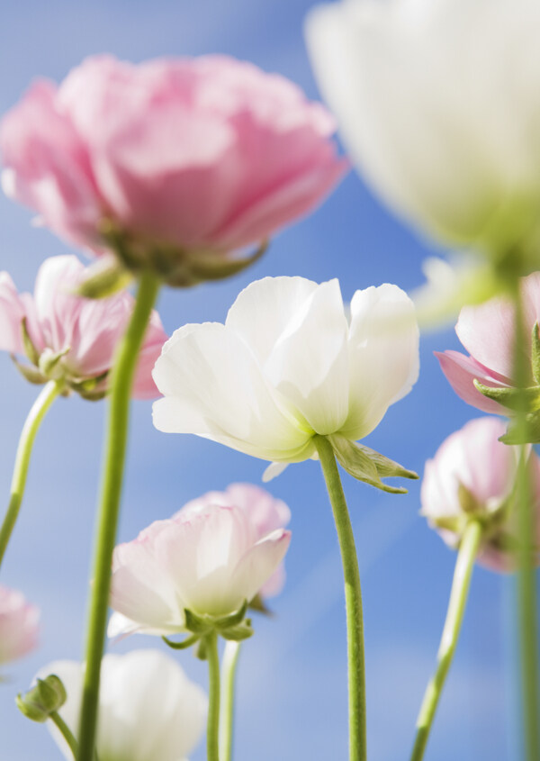 花朵里的藍(lán)天