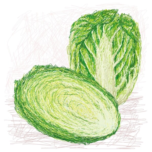 大白菜與截面