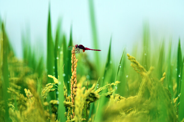 稻穗上的蜻蜓