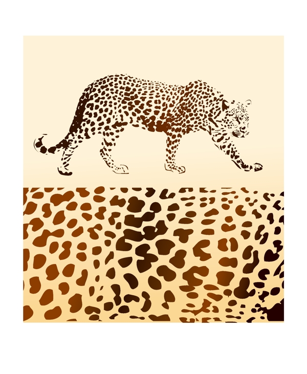豹豹纹动物豹纹动物