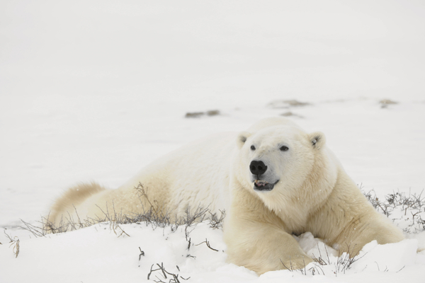 雪地里扭头的北极熊图片