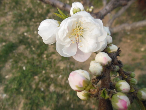 梅花圖片