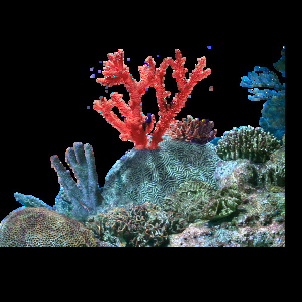 大海岩石珊瑚元素