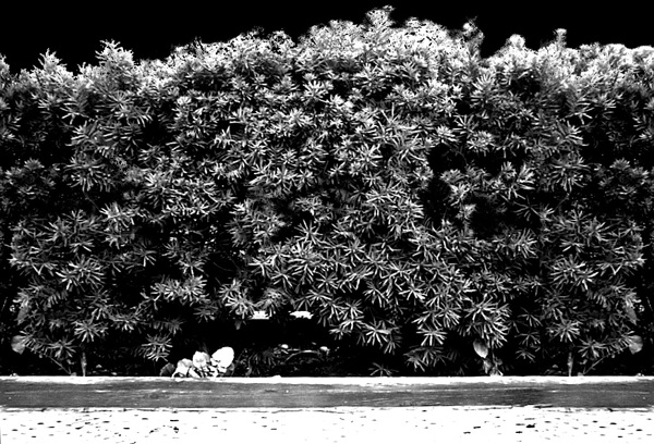 植物貼圖素材建筑裝飾JPG1713