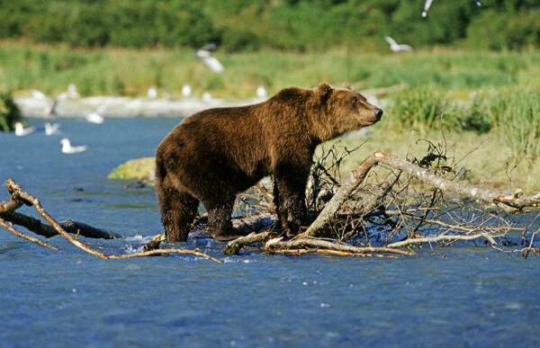 湖面觅食的熊