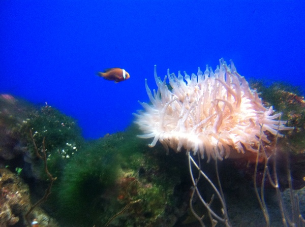海洋小魚圖片