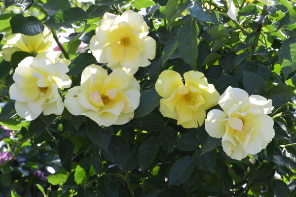 月季花