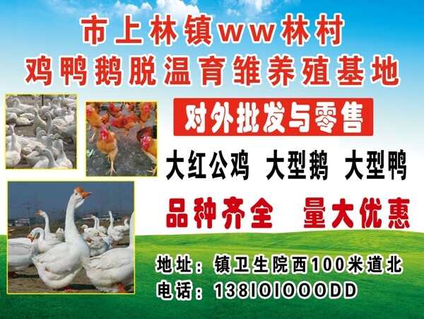 养殖厂广告鸡鸭鹅