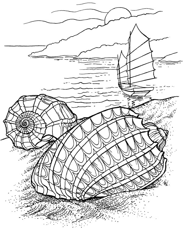 海贝海螺024