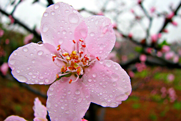 雨中桃花圖片