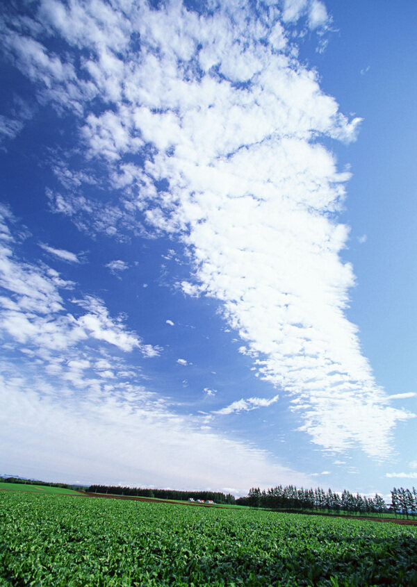 天空大地藍(lán)天白云草地