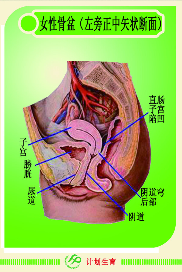 計(jì)劃生育骨盒示意圖