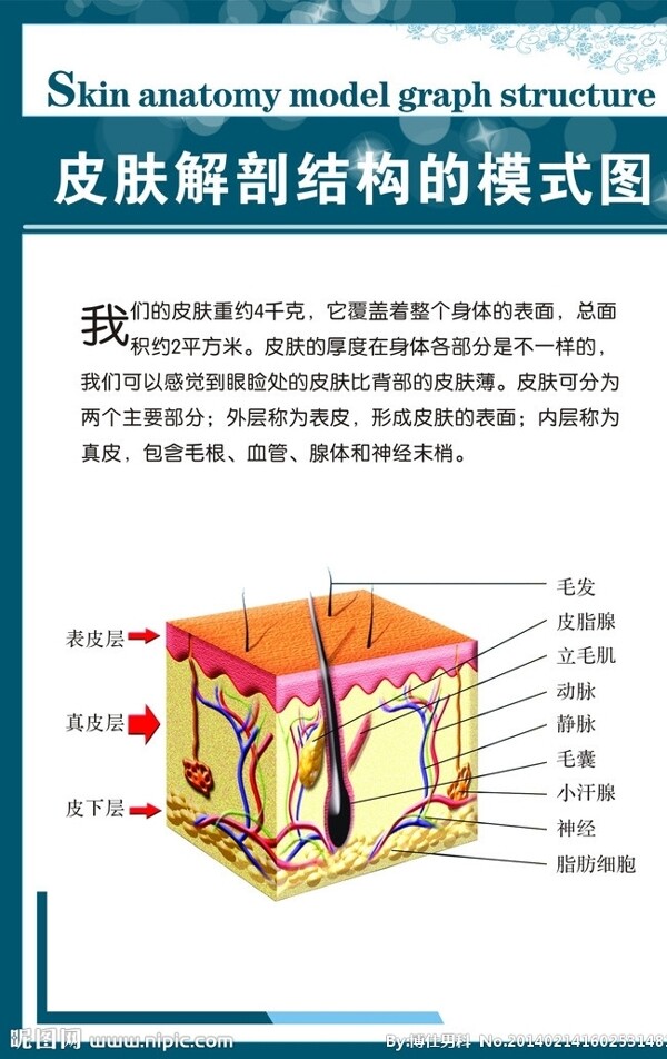 皮膚解剖結(jié)構(gòu)圖圖片
