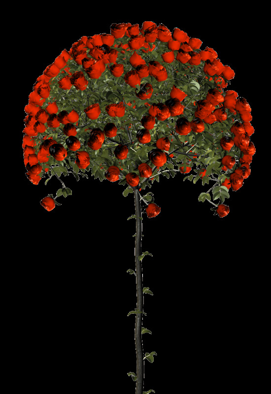 红色扇形花树实物图