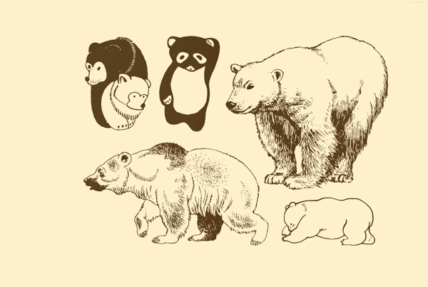 動物圖案熊圖片