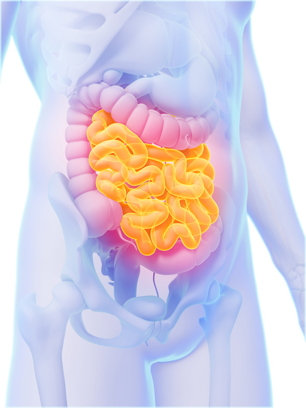 肠道人体器官图片
