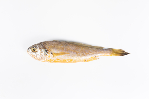 小黃魚
