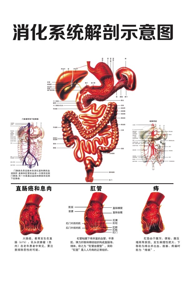 消化系统解剖示意图