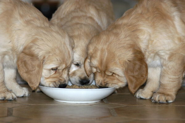吃食物的三只宠物狗图片