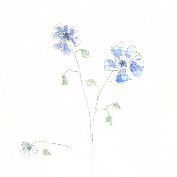 位圖植物寫意花卉花朵野花免費素材
