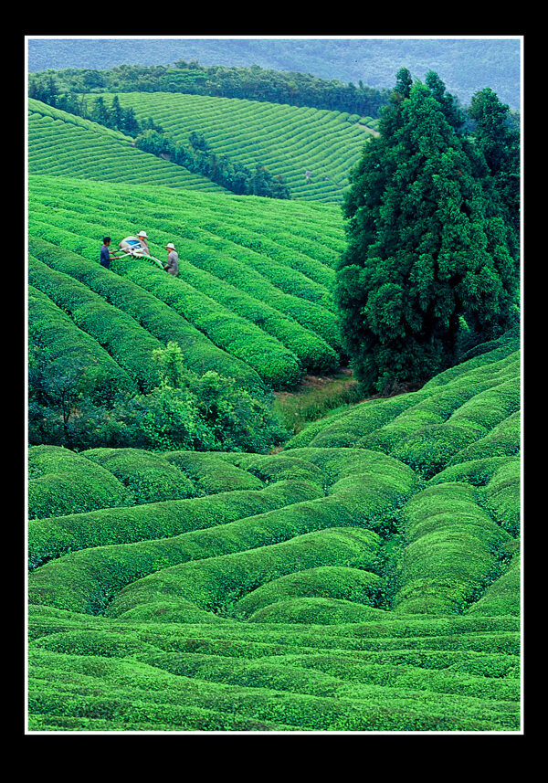 茶場圖片
