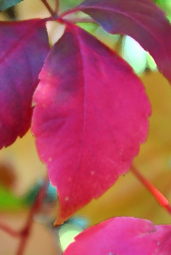 彩色叶子摄影图片