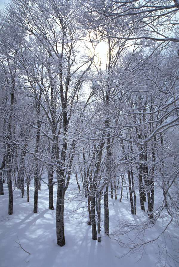 樹(shù)林雪景圖片