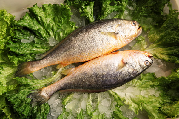大黃魚圖片