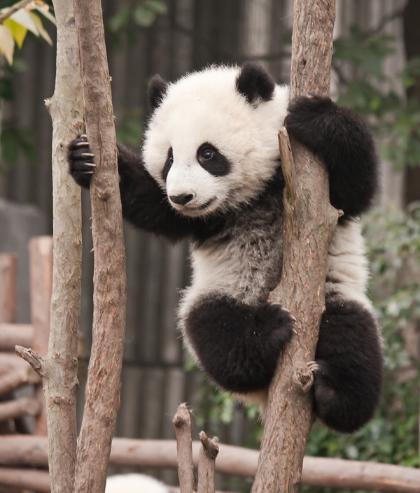 唯美熊猫